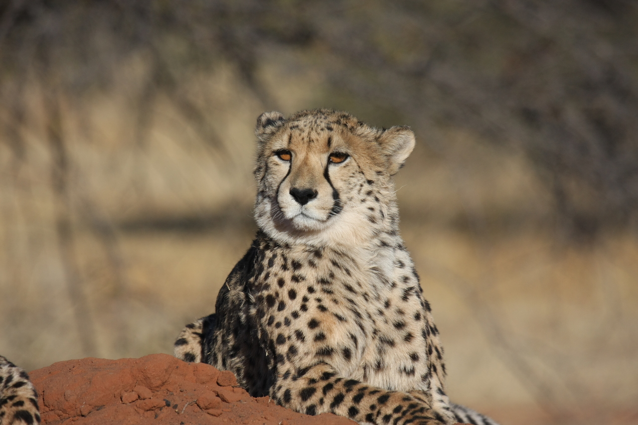 [6458] 2016_06_23_10_53_03_Africa_Canon_EOS_40D_IMG__00401.jpg