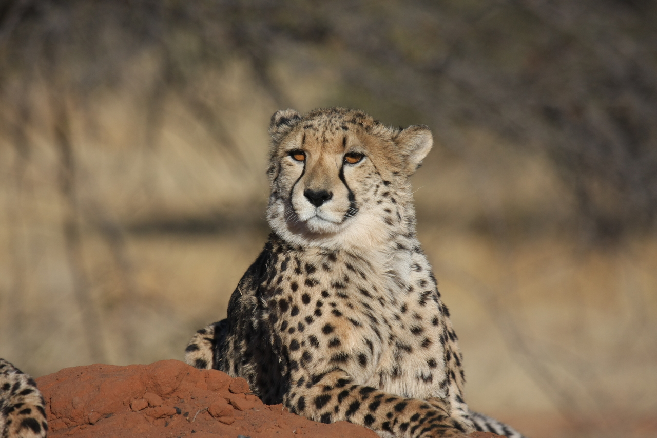 [6459] 2016_06_23_10_53_03_Africa_Canon_EOS_40D_IMG__00402.jpg