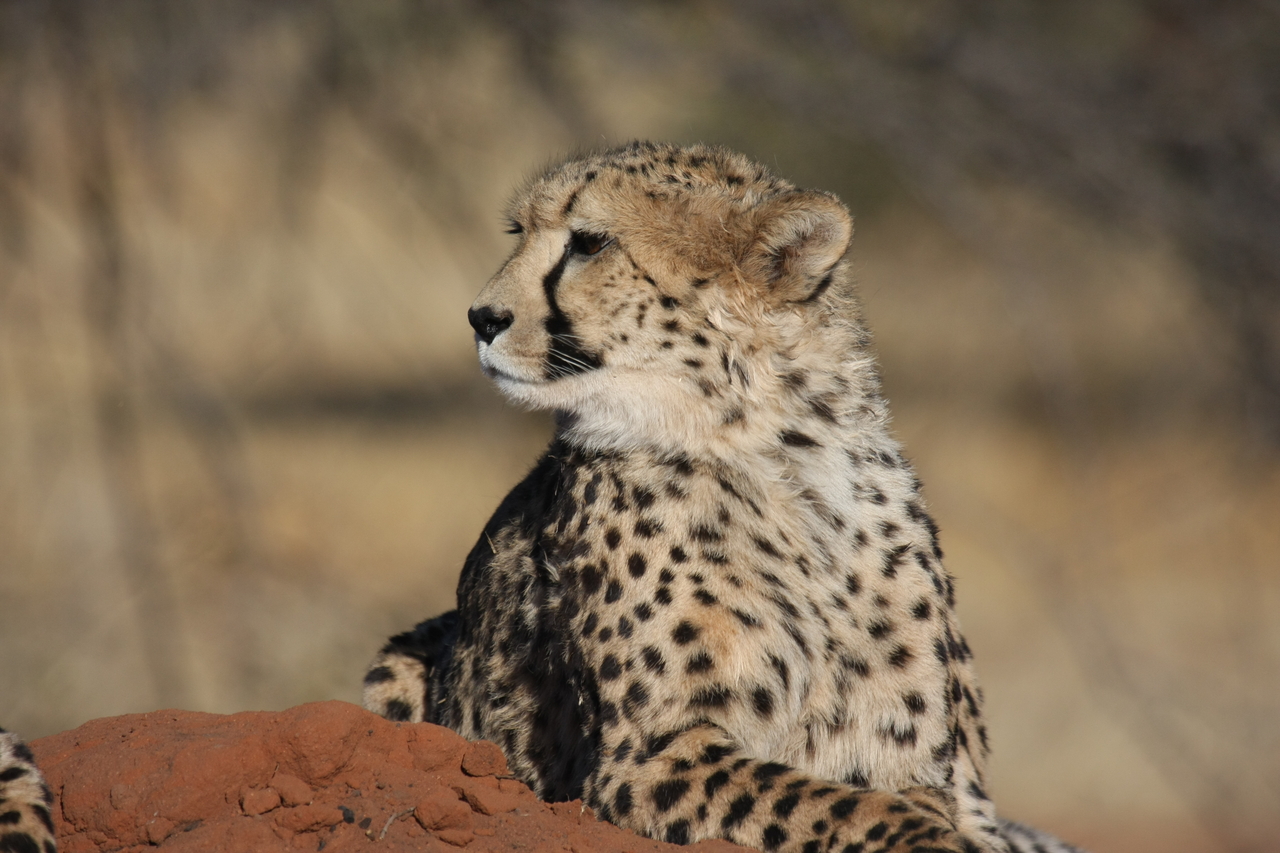 [6466] 2016_06_23_10_53_08_Africa_Canon_EOS_40D_IMG__08684.jpg