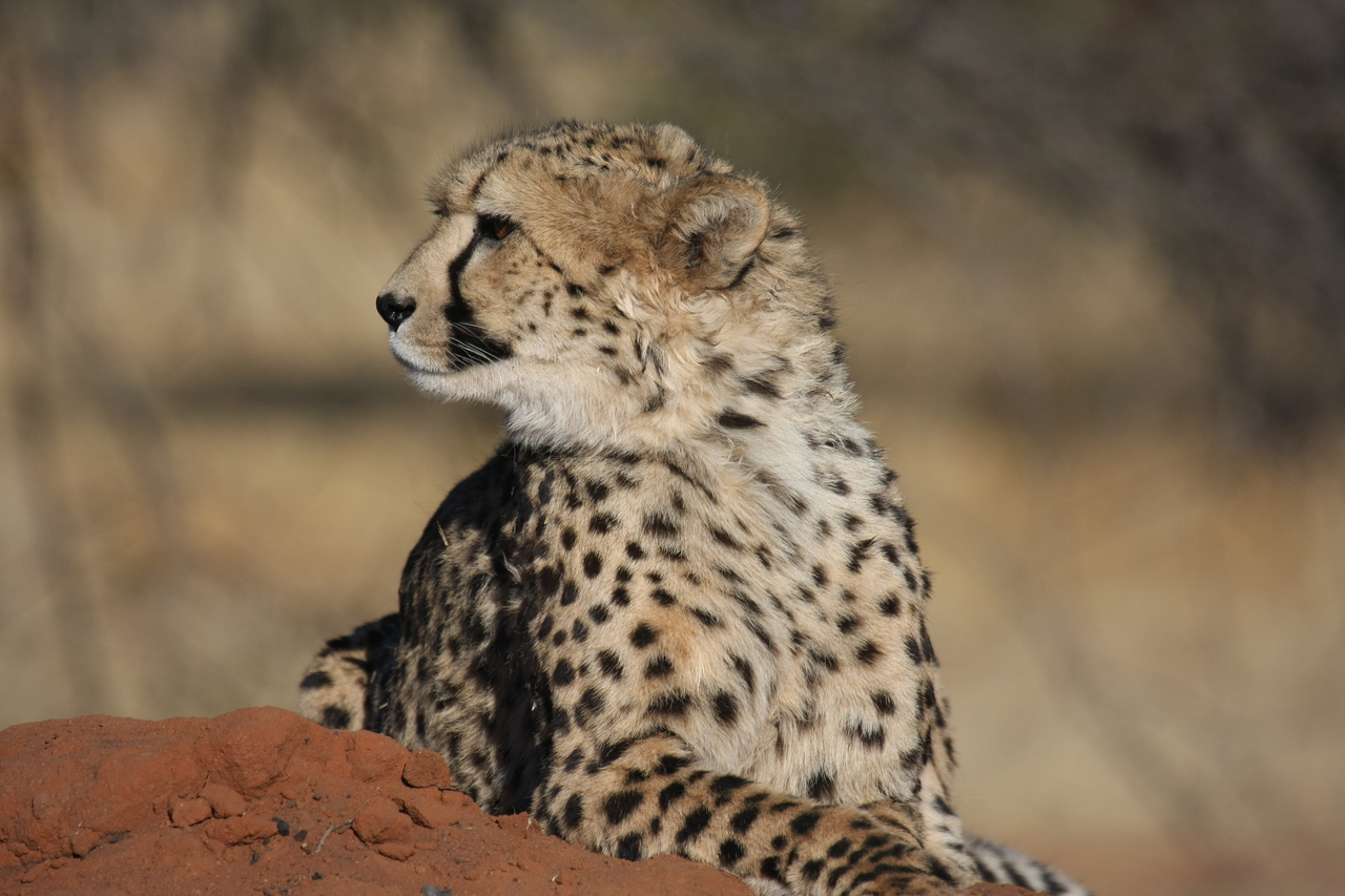 [6469] 2016_06_23_10_53_12_Africa_Canon_EOS_40D_IMG__08685.jpg