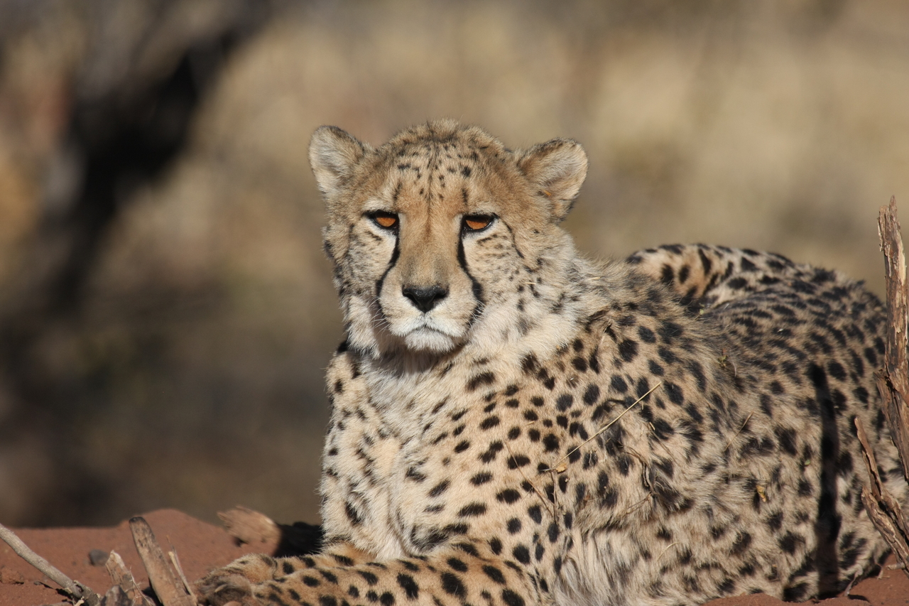 [6472] 2016_06_23_10_53_17_Africa_Canon_EOS_40D_IMG__00407.jpg