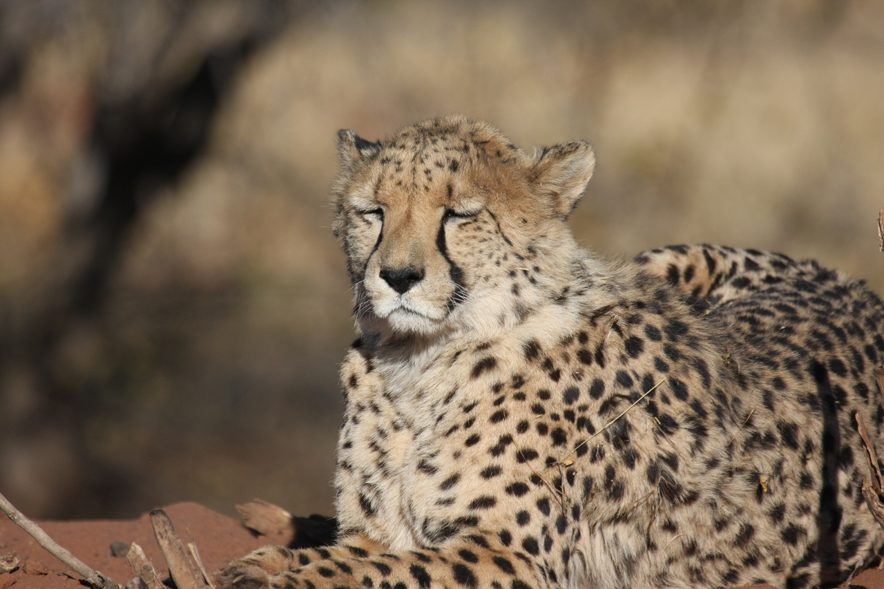 [6473] 2016_06_23_10_53_17_Africa_Canon_EOS_40D_IMG__01239.jpg