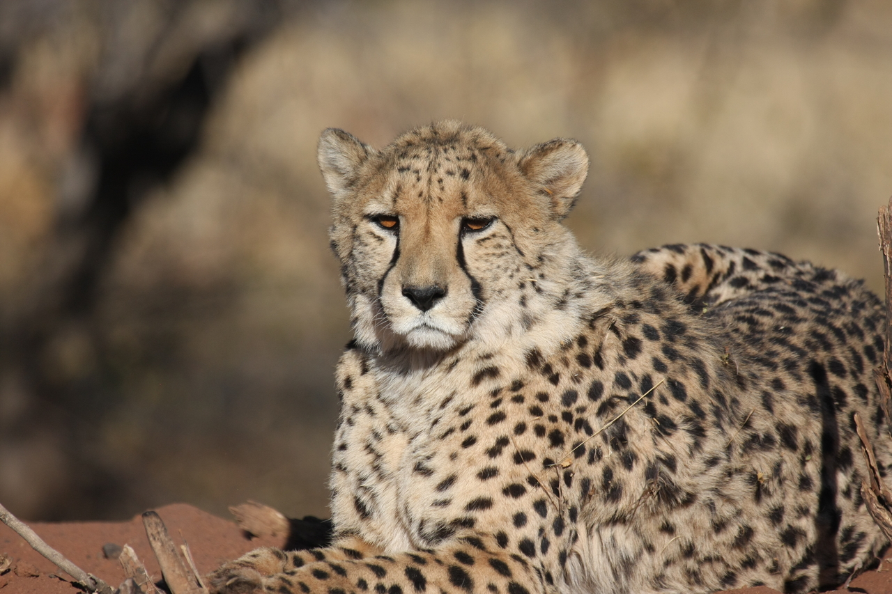 [6474] 2016_06_23_10_53_17_Africa_Canon_EOS_40D_IMG__01240.jpg