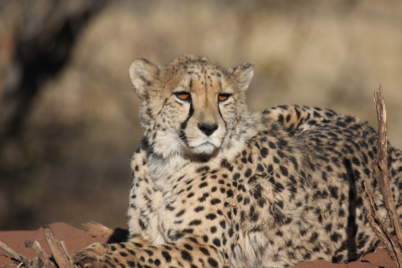 [6480] 2016_06_23_10_53_18_Africa_Canon_EOS_40D_IMG__00409.jpg