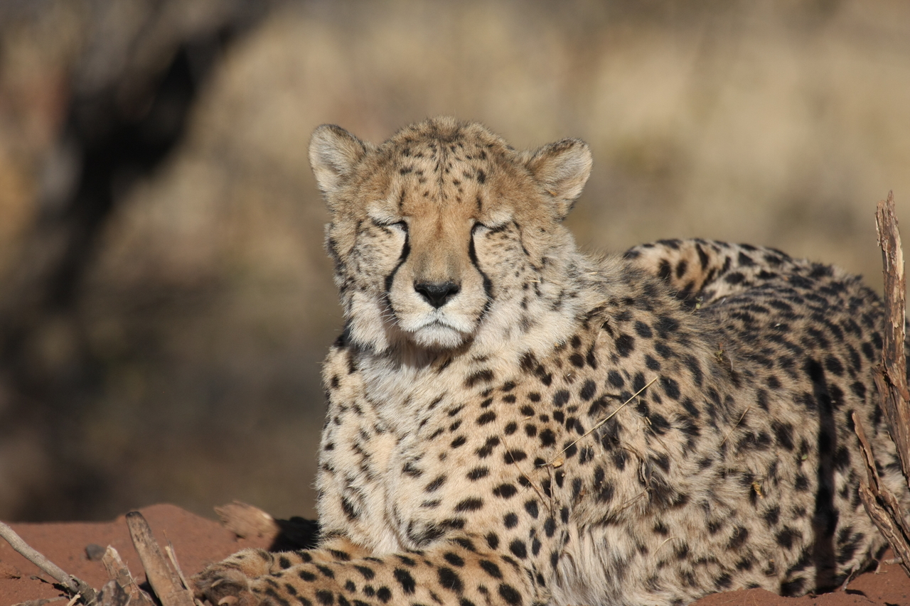 [6481] 2016_06_23_10_53_18_Africa_Canon_EOS_40D_IMG__01242.jpg