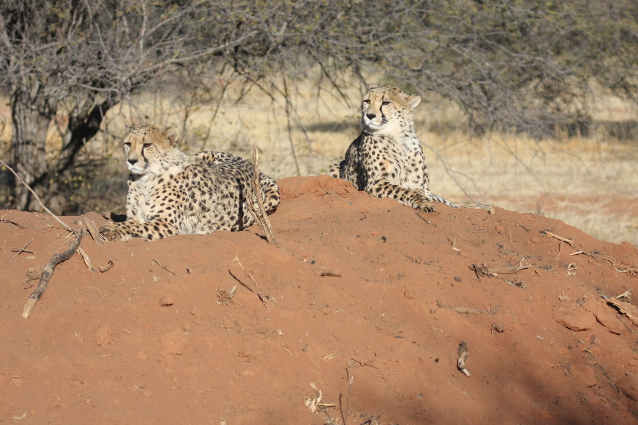 [6487] 2016_06_23_10_53_24_Africa_Canon_EOS_40D_IMG__08691.jpg