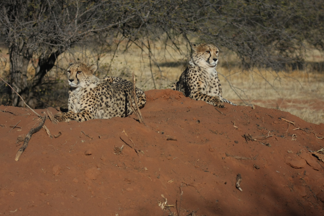 [6488] 2016_06_23_10_53_26_Africa_Canon_EOS_40D_IMG__00411.jpg