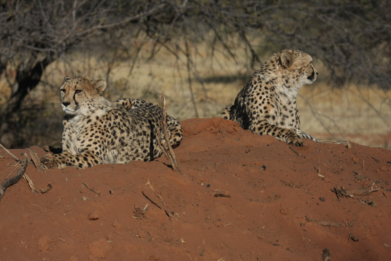 [6495] 2016_06_23_10_53_31_Africa_Canon_EOS_40D_IMG__00414.jpg