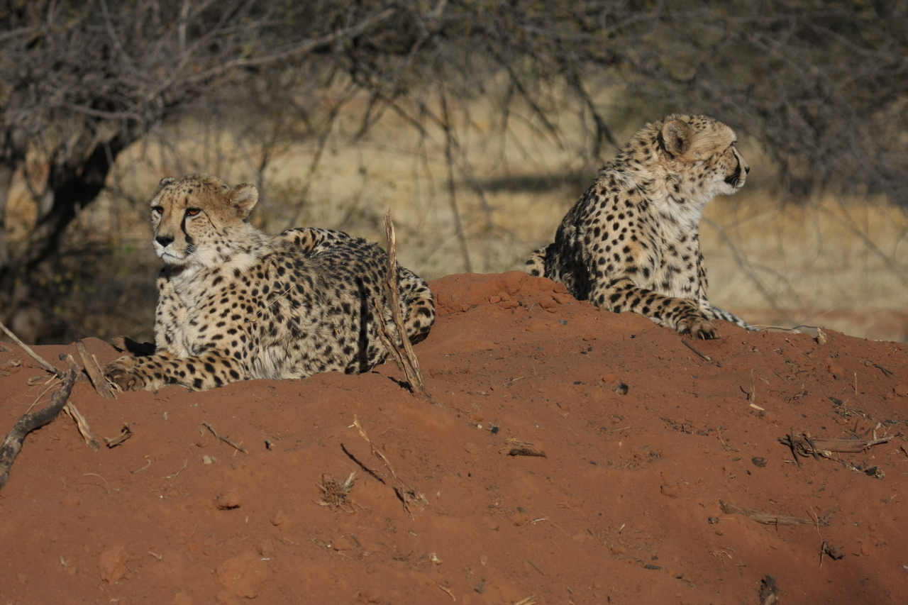 [6496] 2016_06_23_10_53_31_Africa_Canon_EOS_40D_IMG__01247.jpg