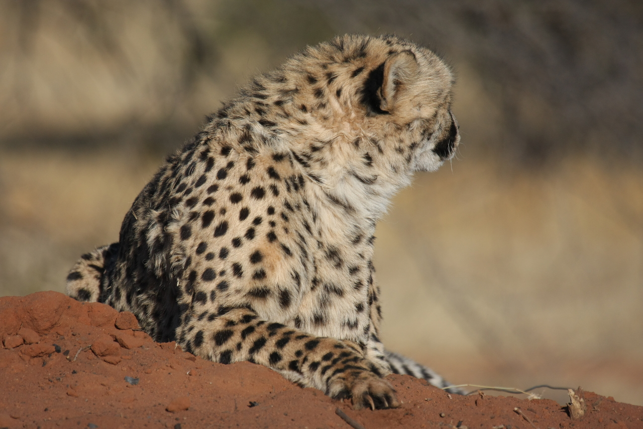 [6501] 2016_06_23_10_53_47_Africa_Canon_EOS_40D_IMG__01249.jpg