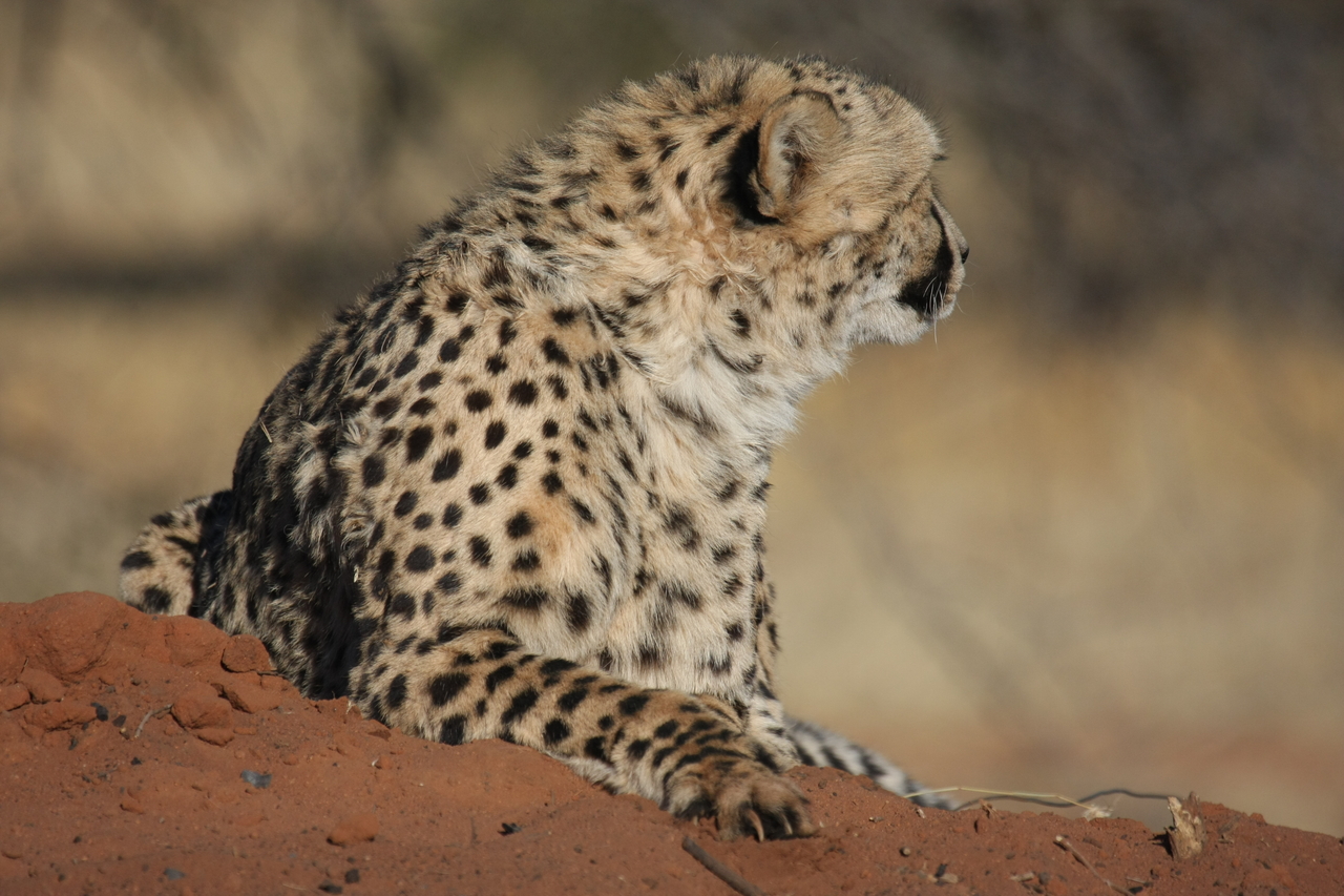 [6507] 2016_06_23_10_53_51_Africa_Canon_EOS_40D_IMG__08697.jpg