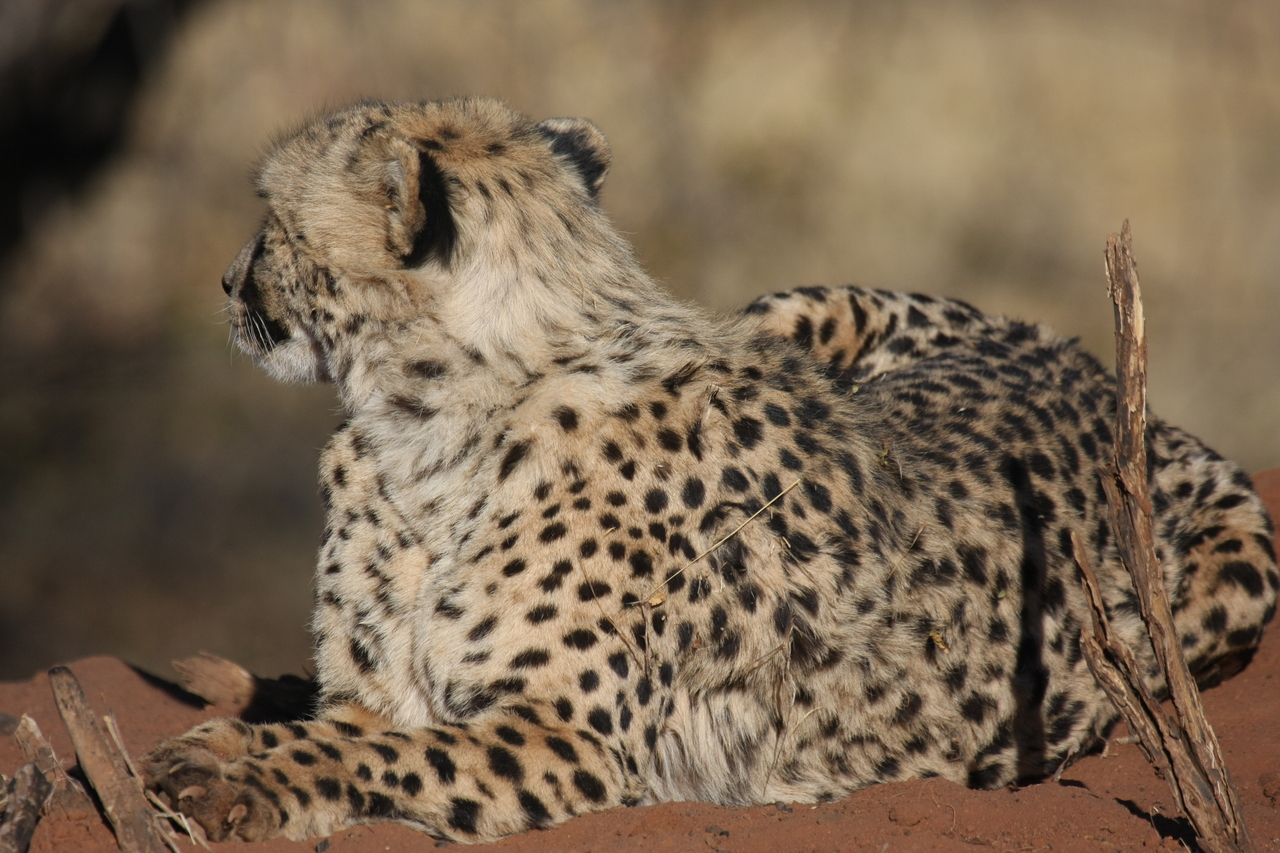 [6515] 2016_06_23_10_54_03_Africa_Canon_EOS_40D_IMG__00420.jpg