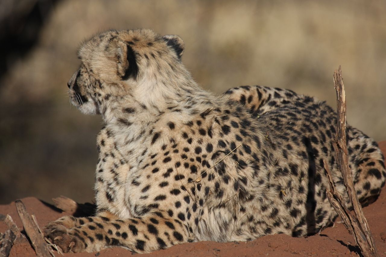 [6519] 2016_06_23_10_54_03_Africa_Canon_EOS_40D_IMG__08699.jpg