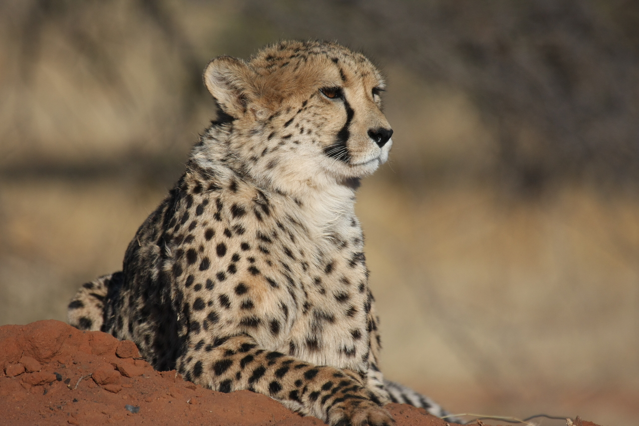 [6528] 2016_06_23_10_54_19_Africa_Canon_EOS_40D_IMG__08702.jpg