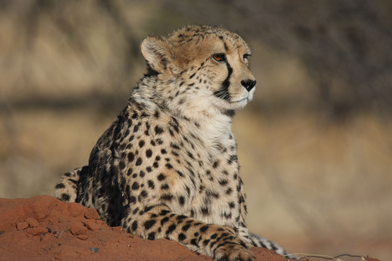 [6535] 2016_06_23_10_54_25_Africa_Canon_EOS_40D_IMG__08705.jpg