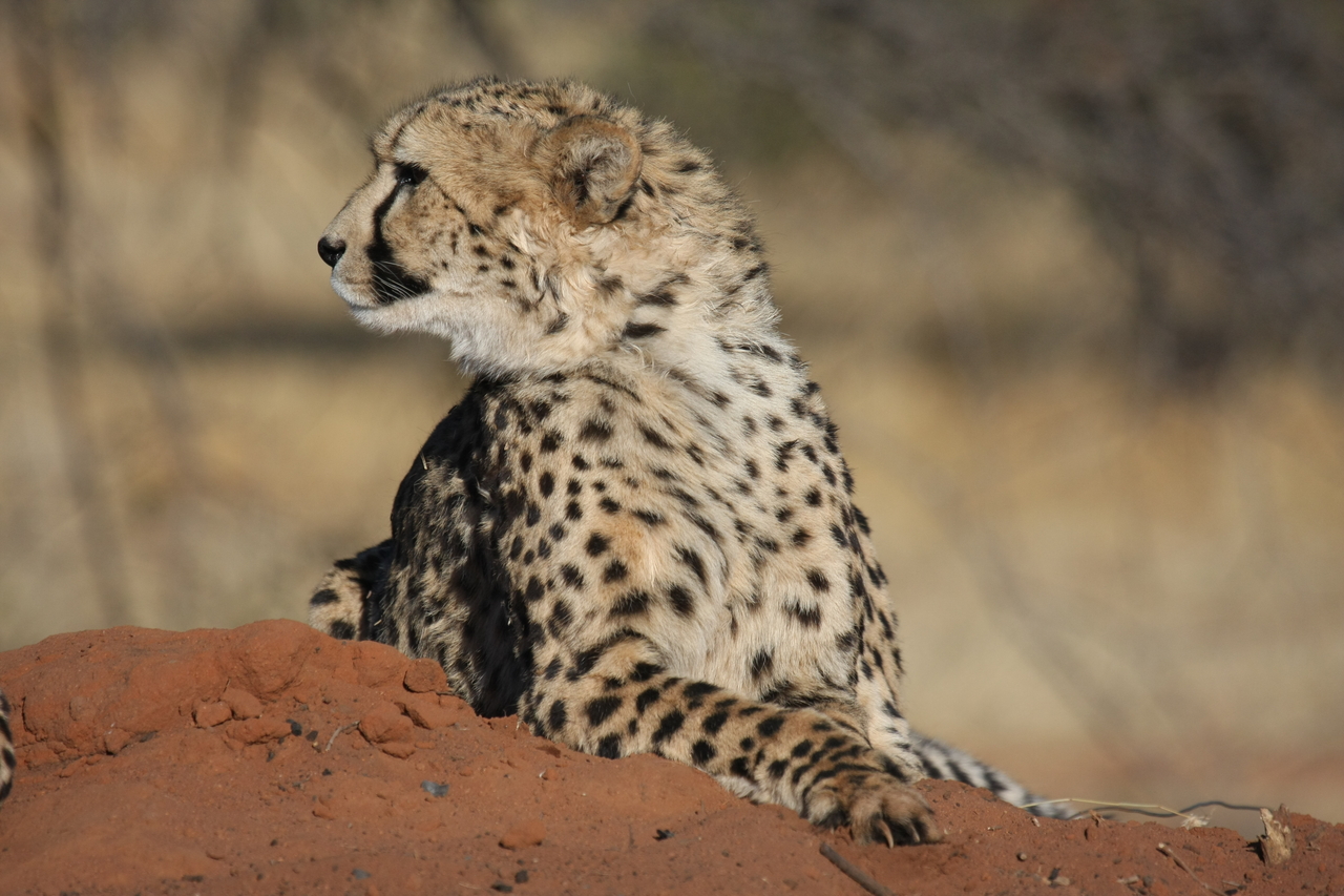 [6547] 2016_06_23_10_54_41_Africa_Canon_EOS_40D_IMG__08709.jpg