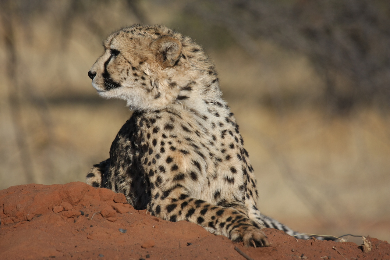 [6548] 2016_06_23_10_54_41_Africa_Canon_EOS_40D_IMG__08710.jpg