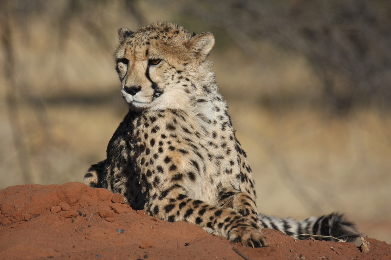 [6552] 2016_06_23_10_54_46_Africa_Canon_EOS_40D_IMG__01264.jpg