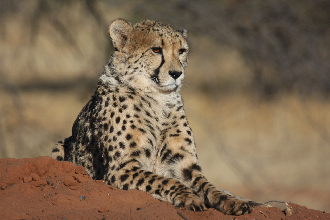 [6562] 2016_06_23_10_54_47_Africa_Canon_EOS_40D_IMG__01268.jpg