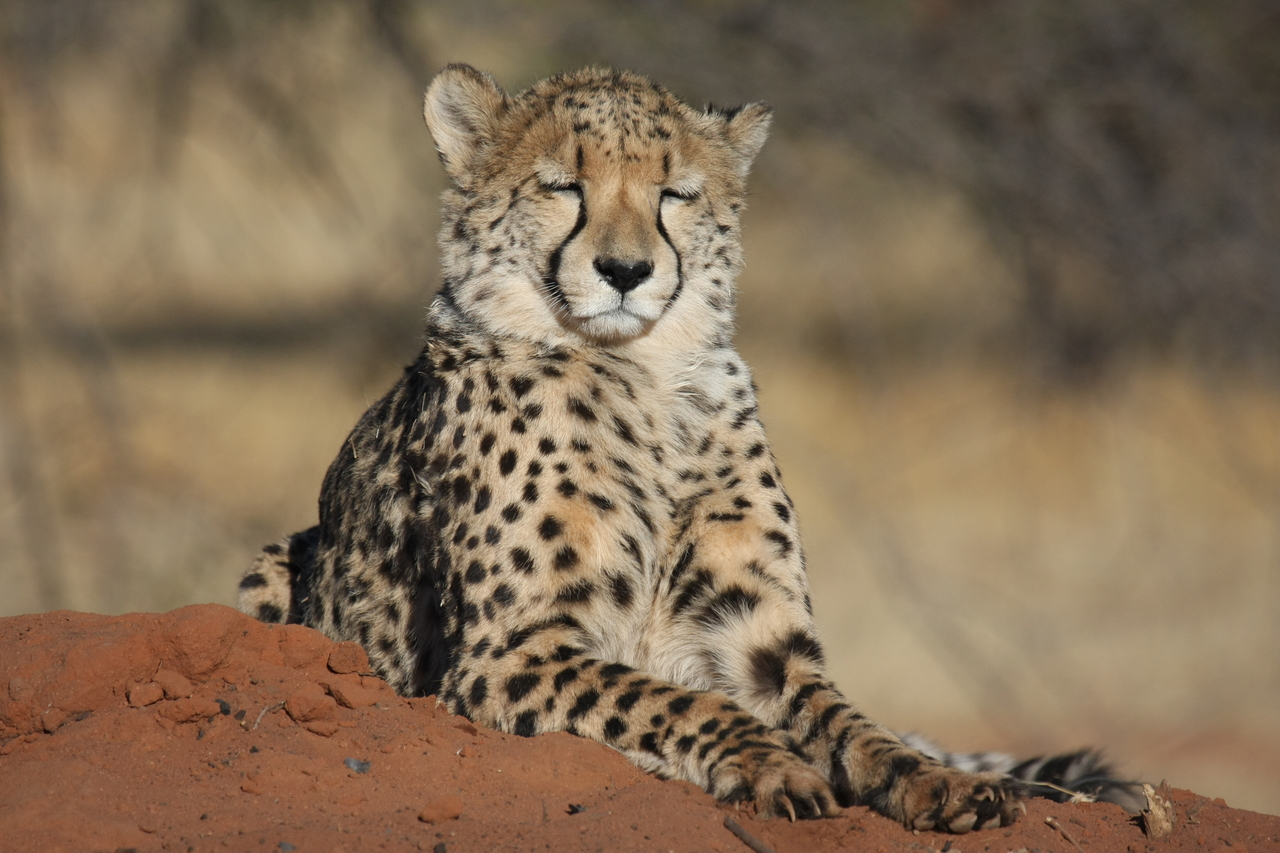 [6564] 2016_06_23_10_54_47_Africa_Canon_EOS_40D_IMG__08714.jpg