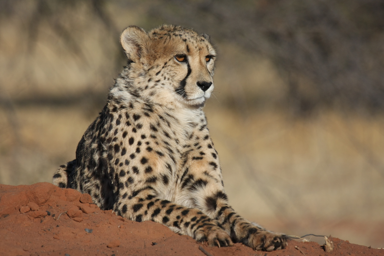 [6566] 2016_06_23_10_54_47_Africa_Canon_EOS_40D_IMG__08716.jpg