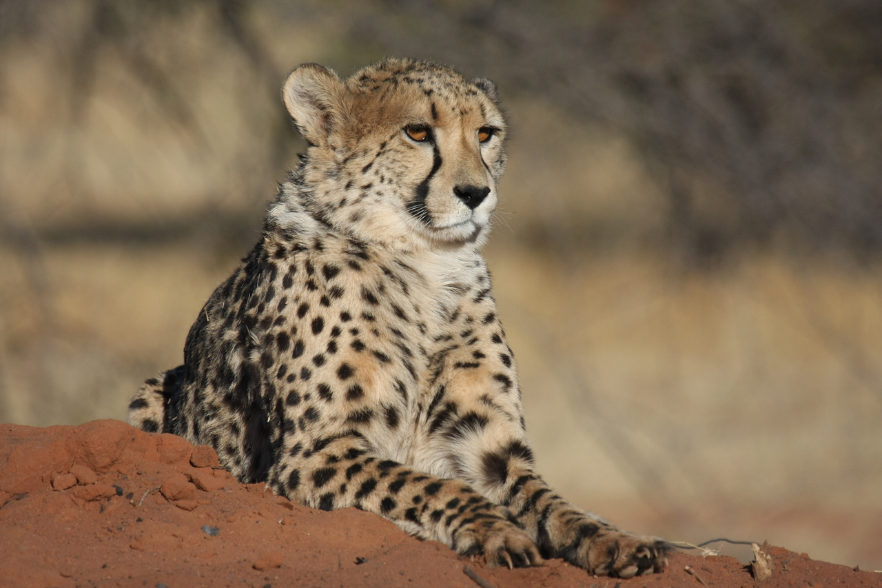 [6567] 2016_06_23_10_54_48_Africa_Canon_EOS_40D_IMG__00436.jpg