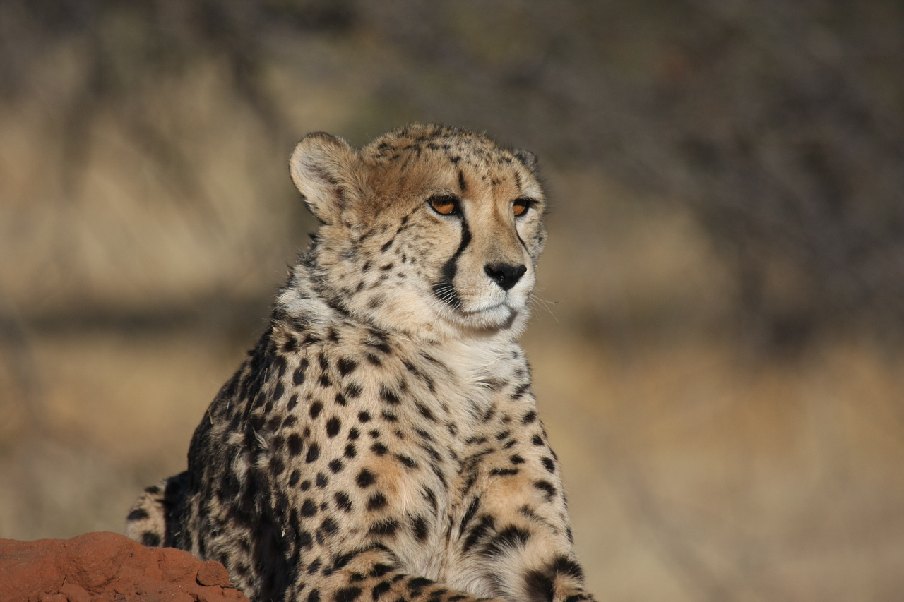 [6576] 2016_06_23_10_54_52_Africa_Canon_EOS_40D_IMG__01271.jpg