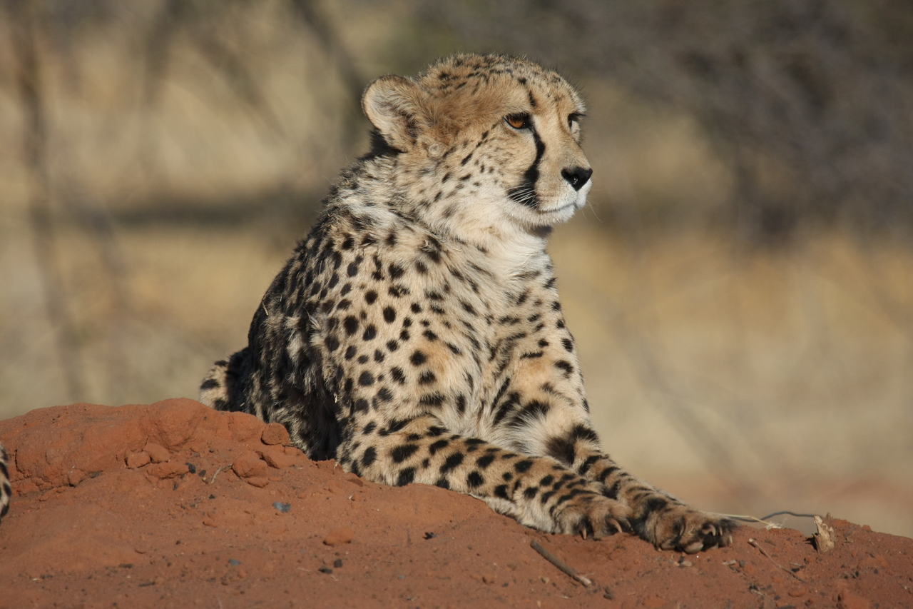 [6600] 2016_06_23_10_55_31_Africa_Canon_EOS_40D_IMG__08722.jpg