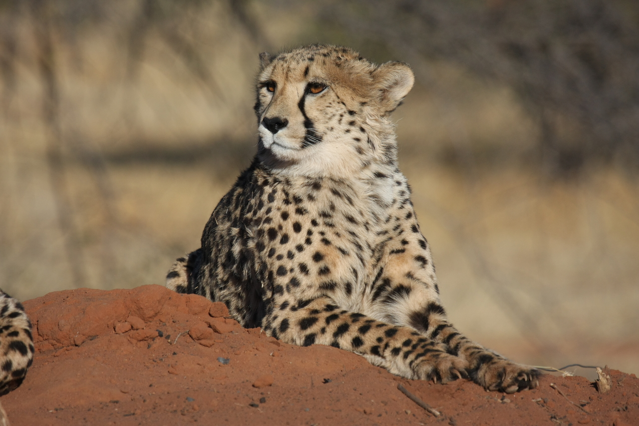 [6607] 2016_06_23_10_55_33_Africa_Canon_EOS_40D_IMG__08725.jpg