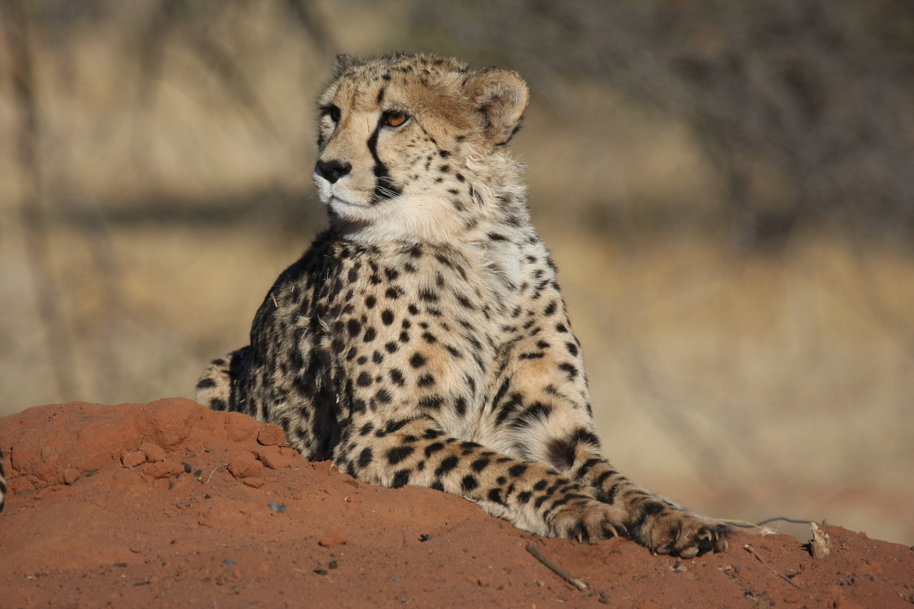 [6643] 2016_06_23_10_56_00_Africa_Canon_EOS_40D_IMG__00452.jpg