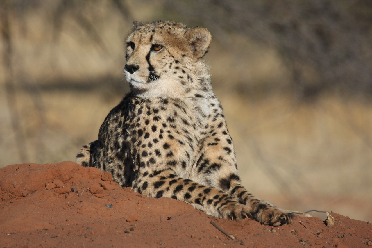 [6644] 2016_06_23_10_56_00_Africa_Canon_EOS_40D_IMG__00453.jpg