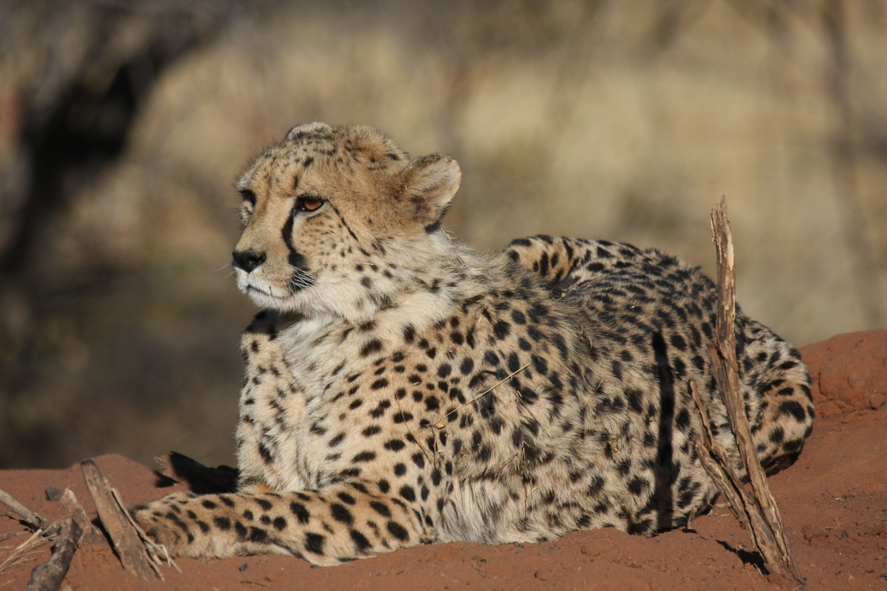 [6654] 2016_06_23_10_56_10_Africa_Canon_EOS_40D_IMG__01290.jpg