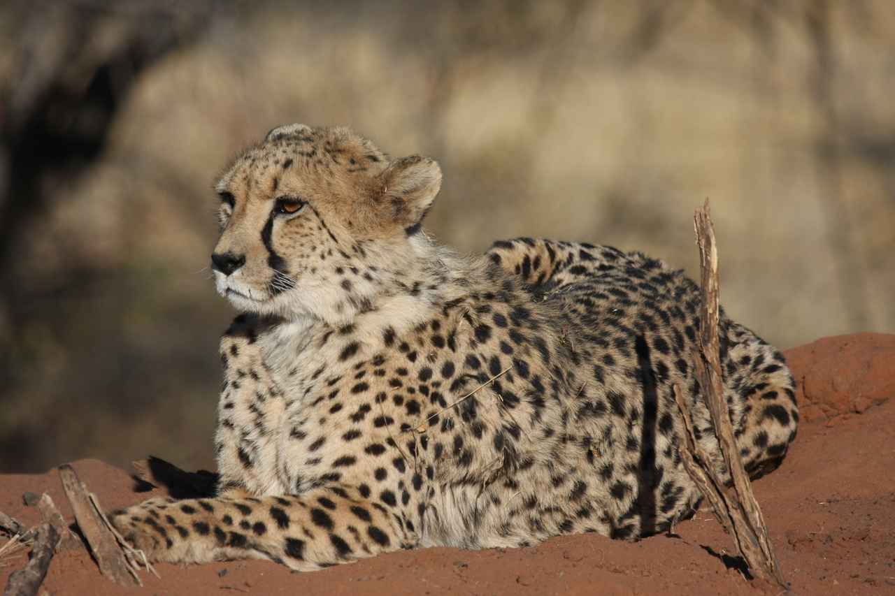 [6655] 2016_06_23_10_56_10_Africa_Canon_EOS_40D_IMG__08735.jpg