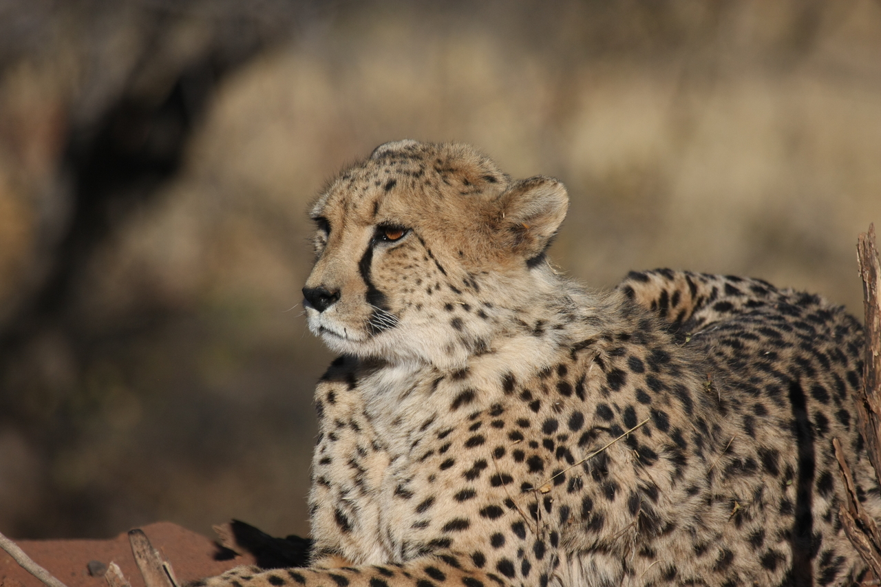 [6658] 2016_06_23_10_56_15_Africa_Canon_EOS_40D_IMG__00457.jpg