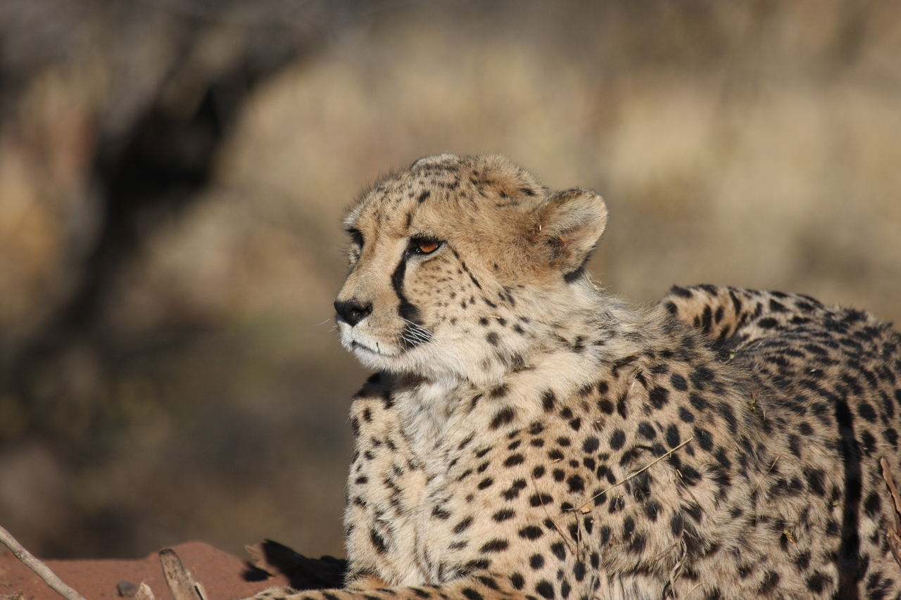 [6671] 2016_06_23_10_56_17_Africa_Canon_EOS_40D_IMG__08741.jpg