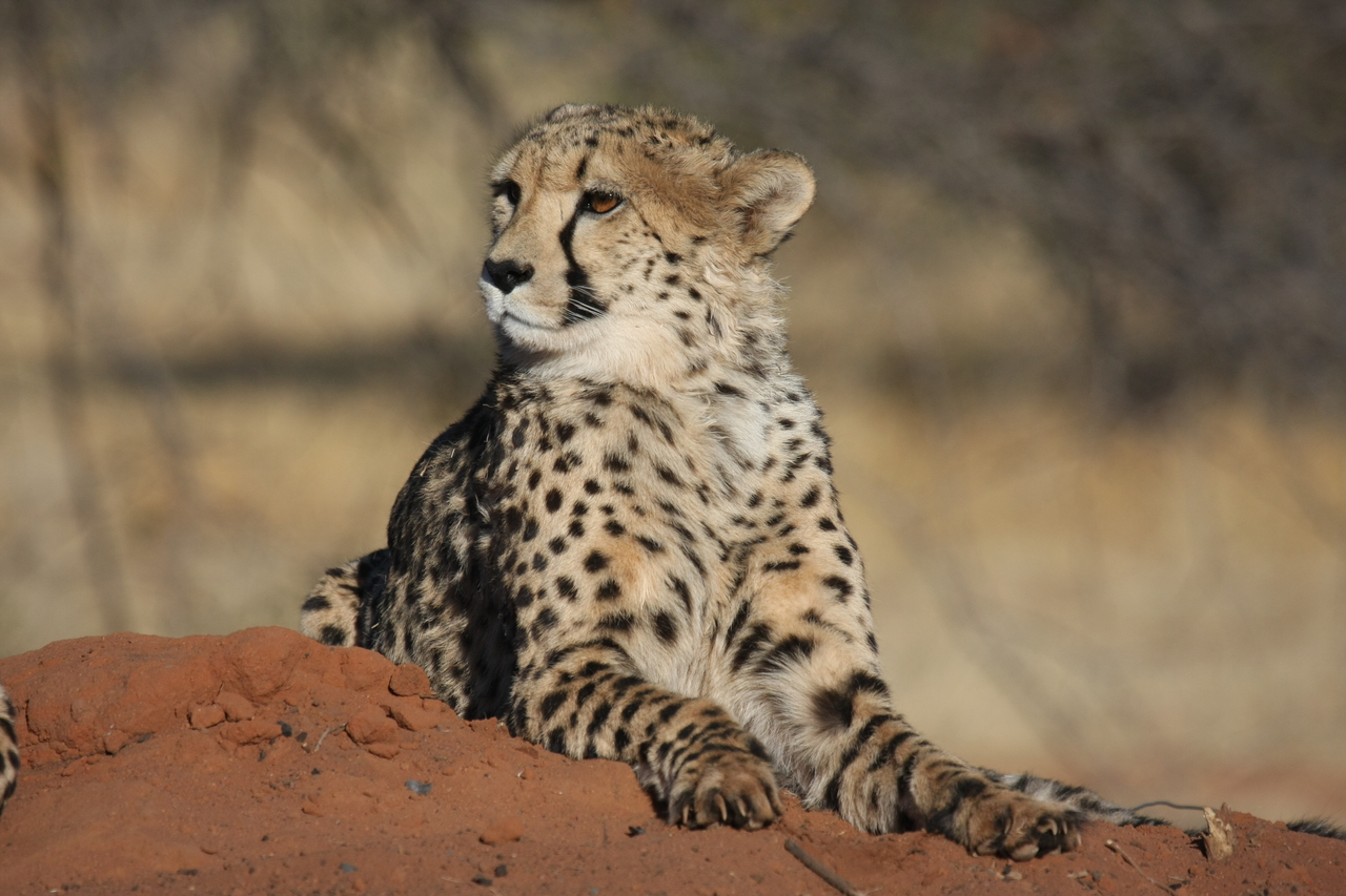 [6682] 2016_06_23_10_57_04_Africa_Canon_EOS_40D_IMG__00465.jpg