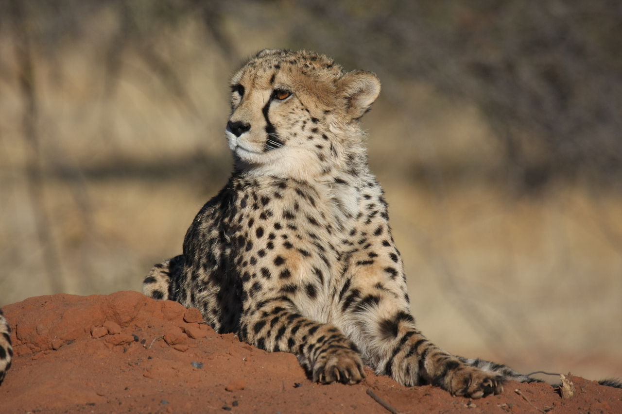 [6687] 2016_06_23_10_57_04_Africa_Canon_EOS_40D_IMG__08747.jpg