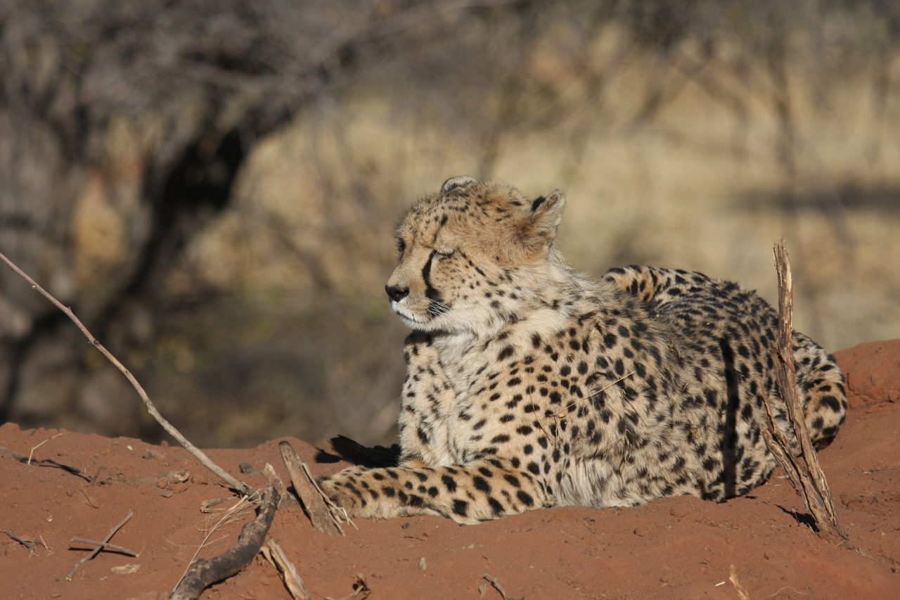 [6694] 2016_06_23_10_57_51_Africa_Canon_EOS_40D_IMG__00469.jpg