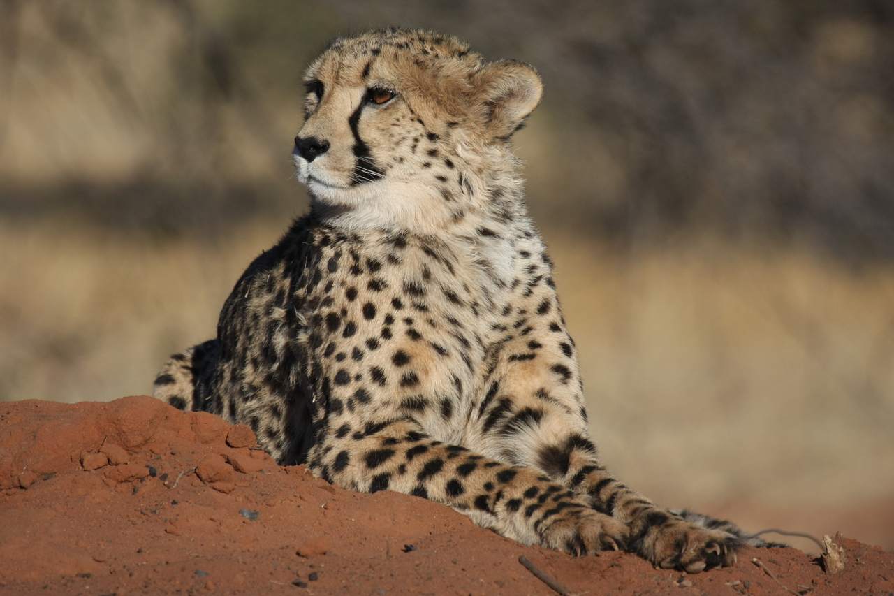 [6713] 2016_06_23_10_58_14_Africa_Canon_EOS_40D_IMG__08755.jpg