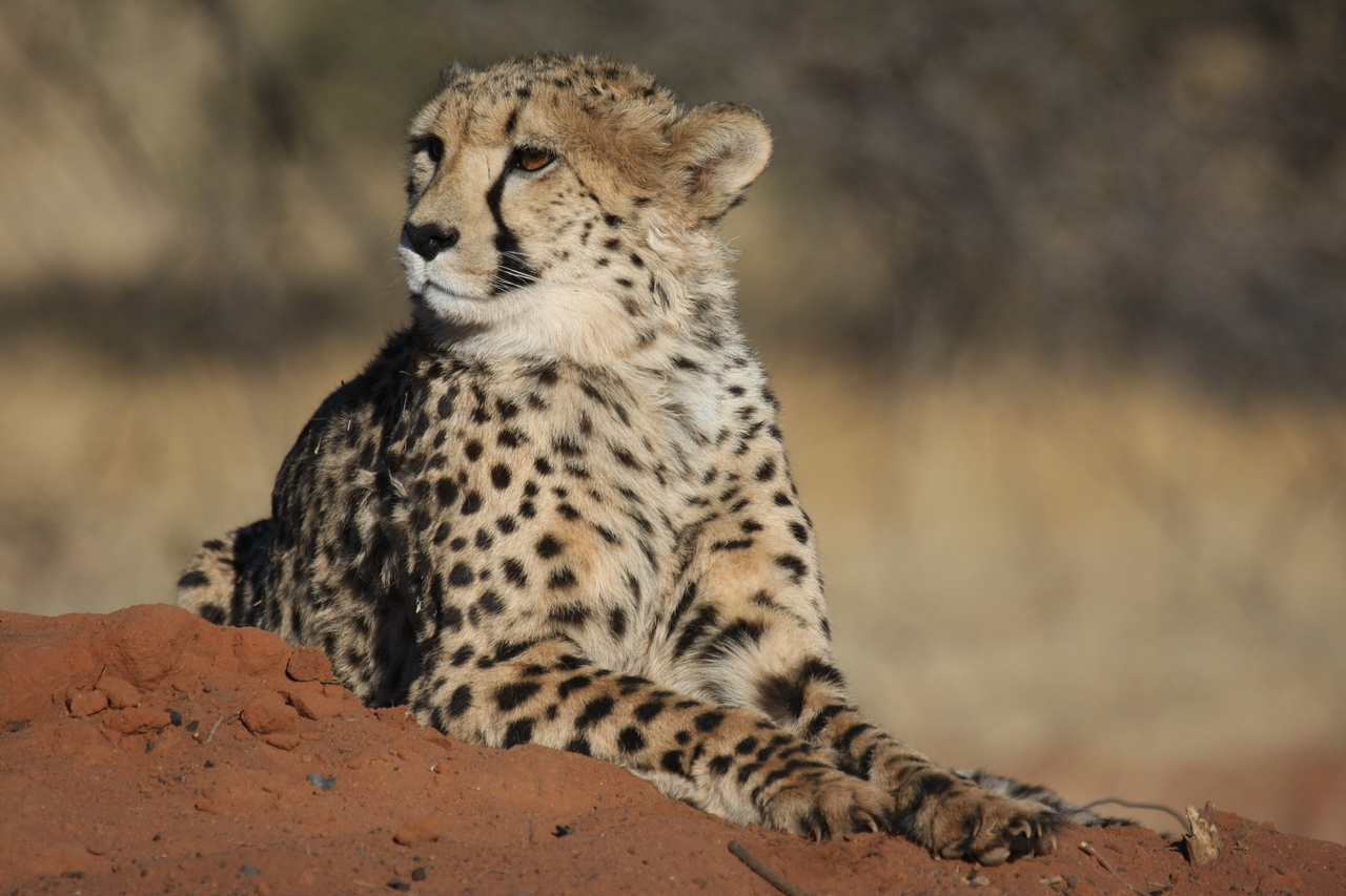 [6724] 2016_06_23_10_58_29_Africa_Canon_EOS_40D_IMG__01312.jpg