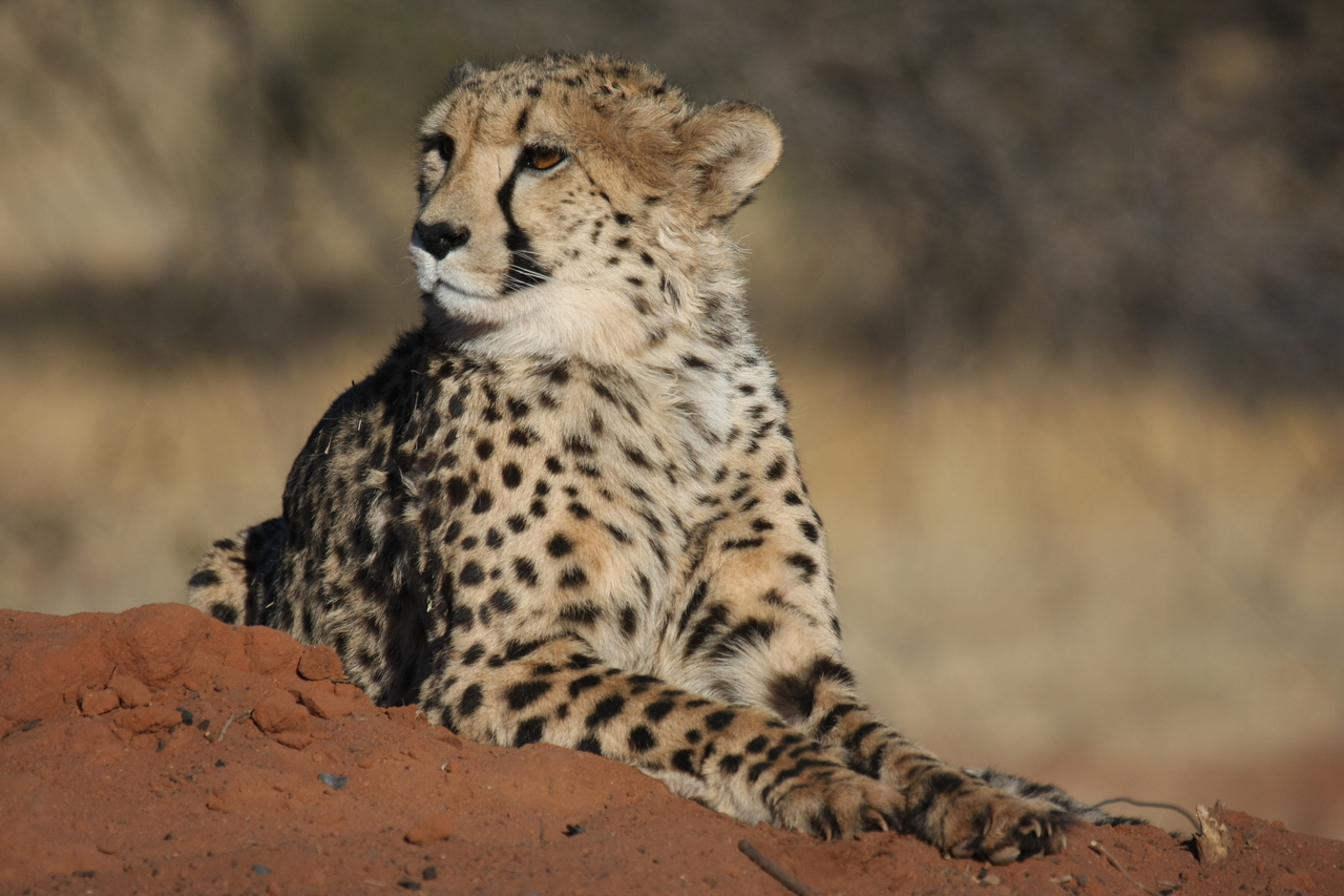 [6725] 2016_06_23_10_58_29_Africa_Canon_EOS_40D_IMG__08757.jpg