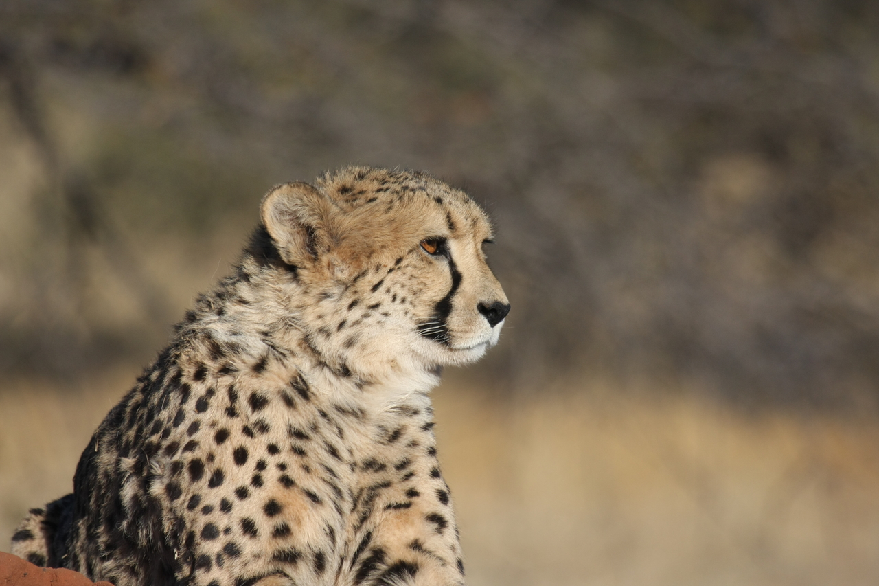 [6736] 2016_06_23_10_58_40_Africa_Canon_EOS_40D_IMG__00483.jpg