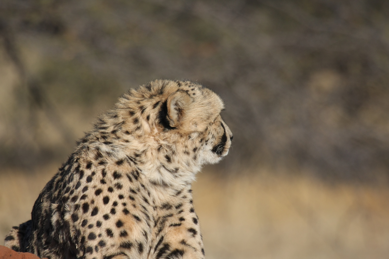 [6740] 2016_06_23_10_58_40_Africa_Canon_EOS_40D_IMG__08762.jpg