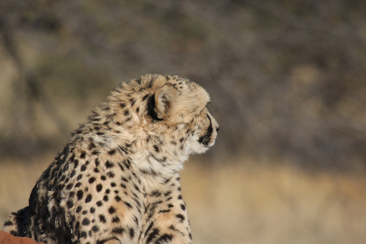 [6741] 2016_06_23_10_58_40_Africa_Canon_EOS_40D_IMG__08763.jpg