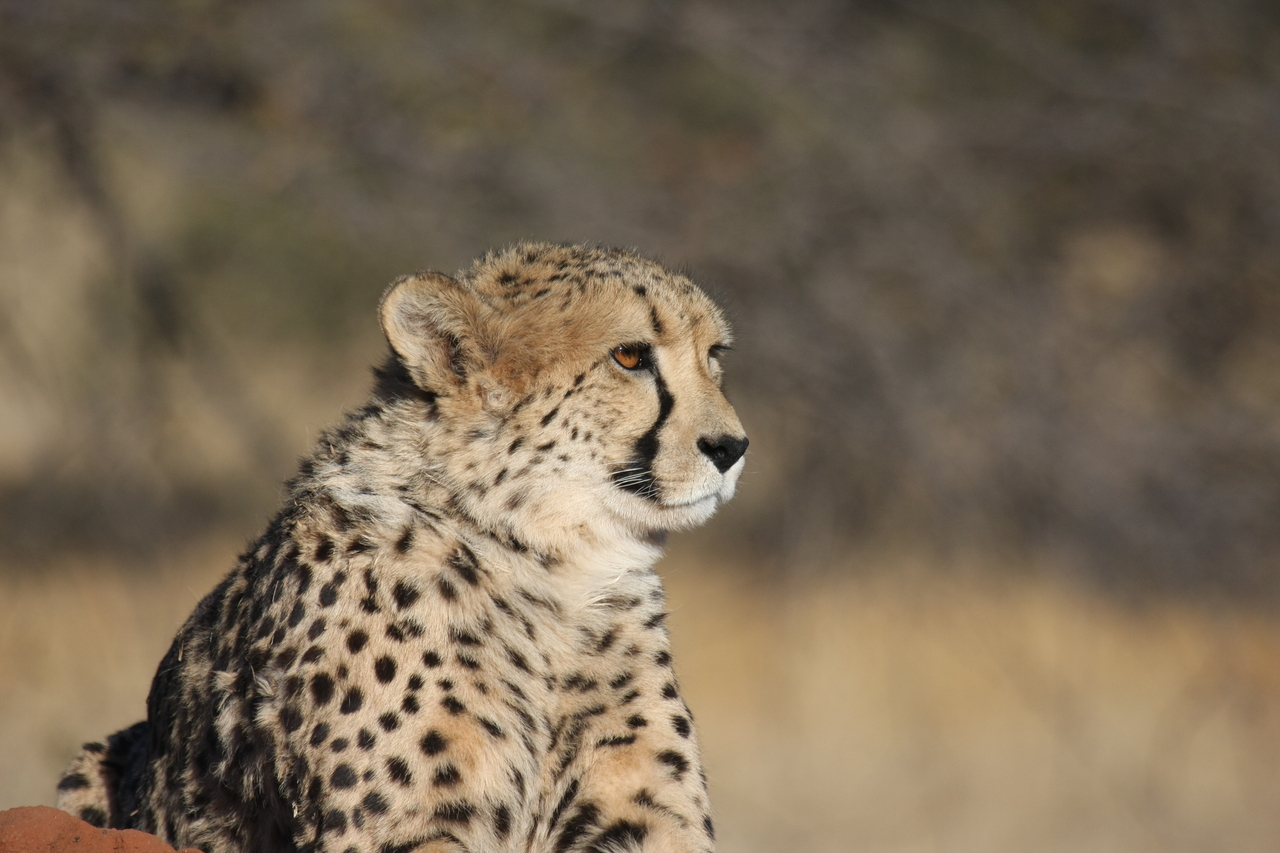 [6745] 2016_06_23_10_58_41_Africa_Canon_EOS_40D_IMG__01318.jpg