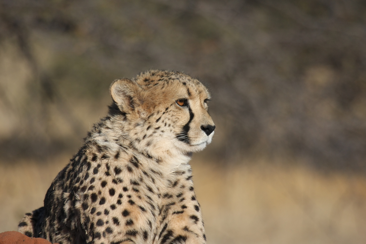 [6746] 2016_06_23_10_58_41_Africa_Canon_EOS_40D_IMG__01319.jpg