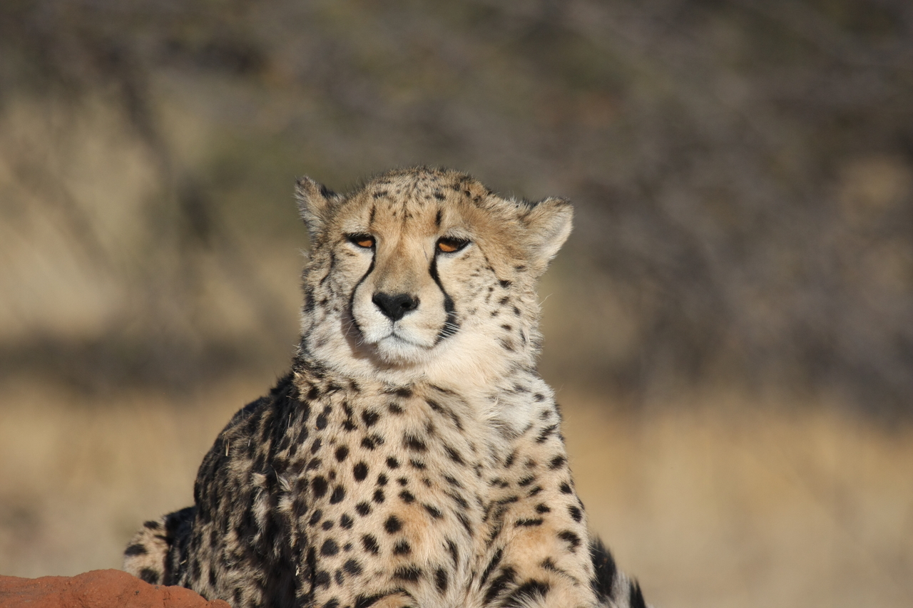 [6762] 2016_06_23_10_58_44_Africa_Canon_EOS_40D_IMG__08770.jpg