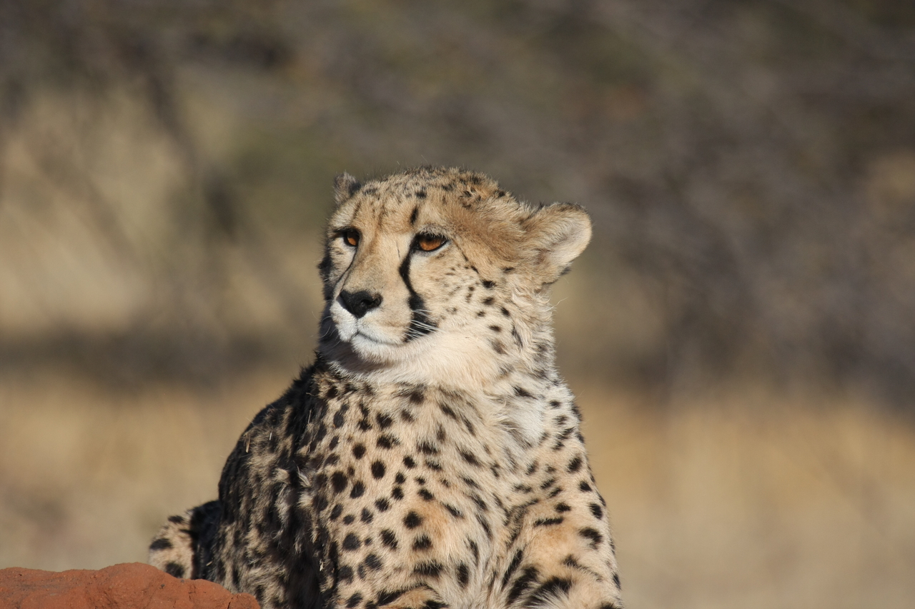 [6769] 2016_06_23_10_58_46_Africa_Canon_EOS_40D_IMG__08773.jpg