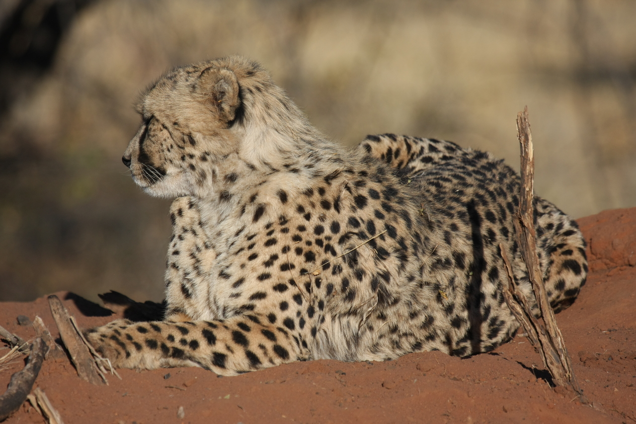 [6773] 2016_06_23_10_59_46_Africa_Canon_EOS_40D_IMG__00494.jpg