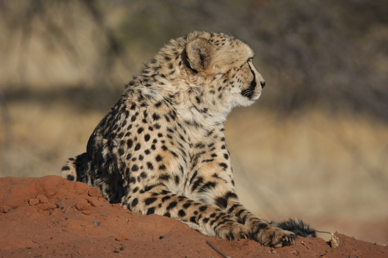 [6787] 2016_06_23_10_59_54_Africa_Canon_EOS_40D_IMG__08777.jpg